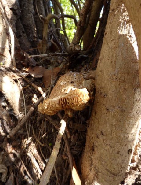 Over-mature fruit body on poplar in Basildon, UK.